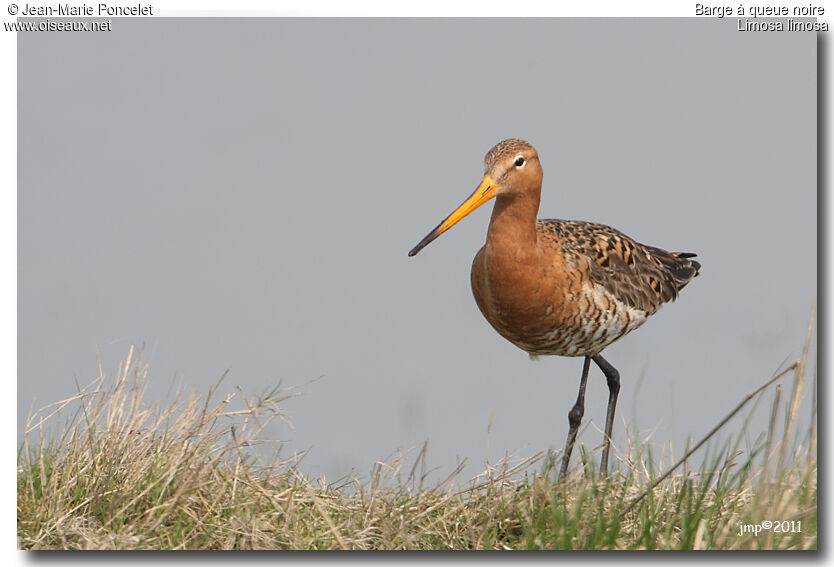 Black-tailed Godwit