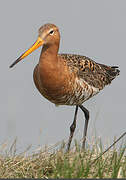 Black-tailed Godwit