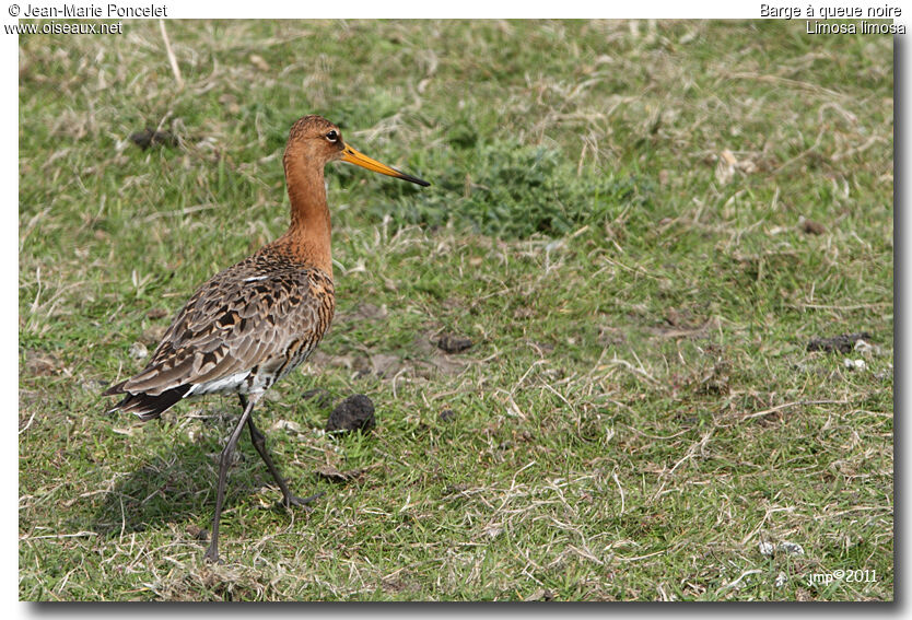 Black-tailed Godwit