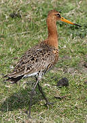 Black-tailed Godwit