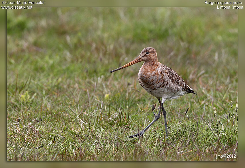 Black-tailed Godwit