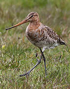 Black-tailed Godwit