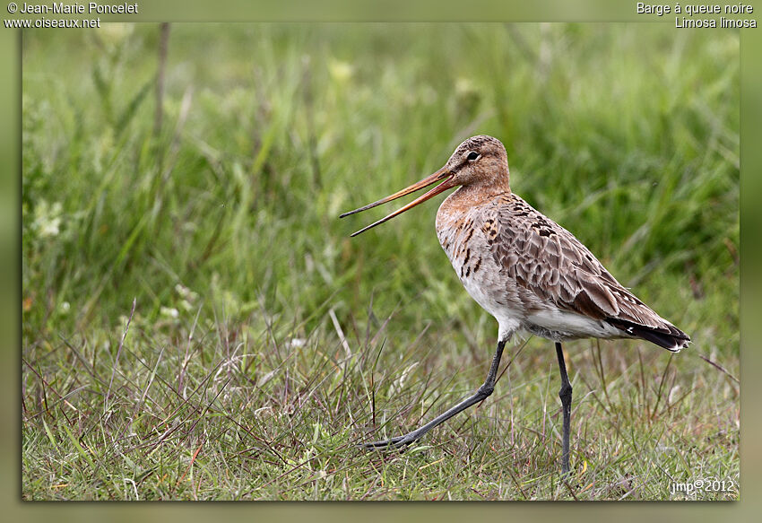 Black-tailed Godwit