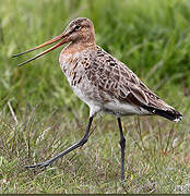 Black-tailed Godwit