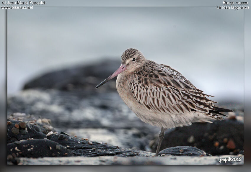 Bar-tailed Godwit