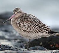 Bar-tailed Godwit