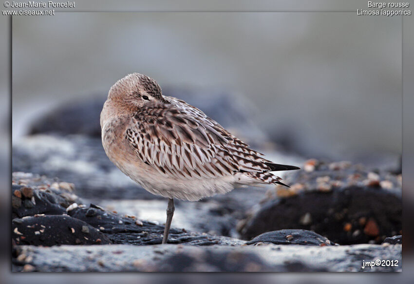 Bar-tailed Godwit