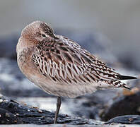 Bar-tailed Godwit