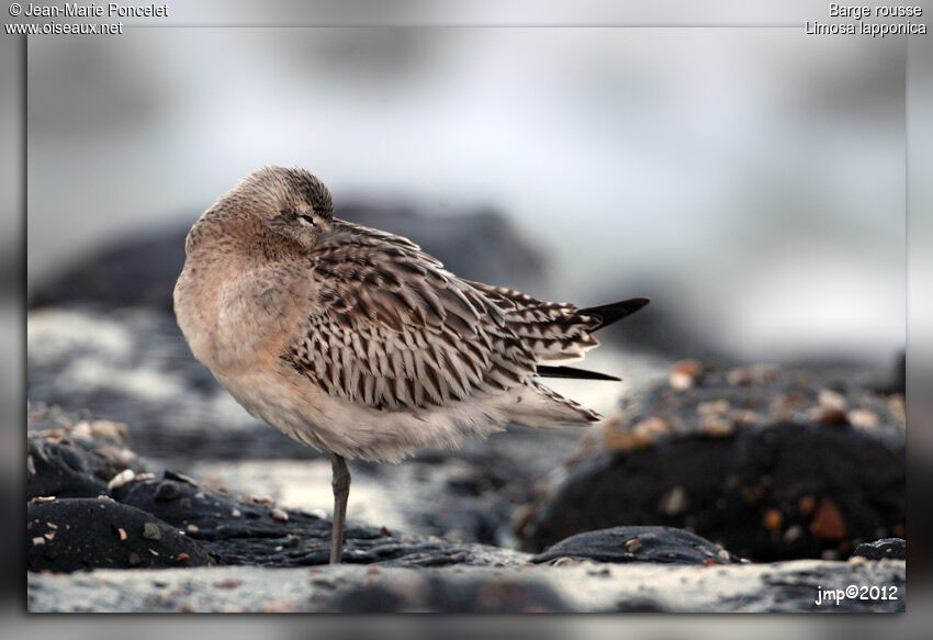 Bar-tailed Godwit