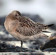 Bar-tailed Godwit