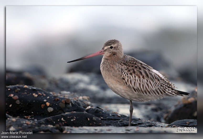 Bar-tailed Godwitadult transition, identification