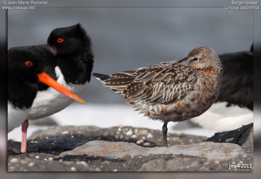 Bar-tailed Godwit