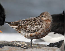 Bar-tailed Godwit