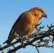 Red Crossbill