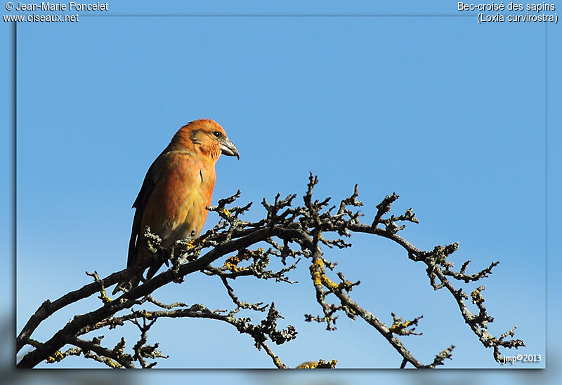 Red Crossbill