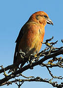 Red Crossbill