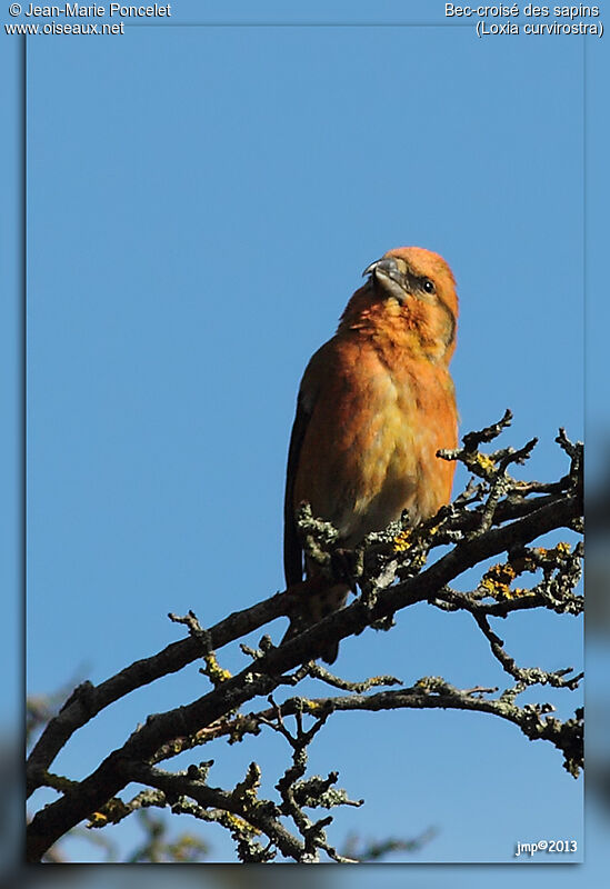 Red Crossbill