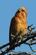 Red Crossbill