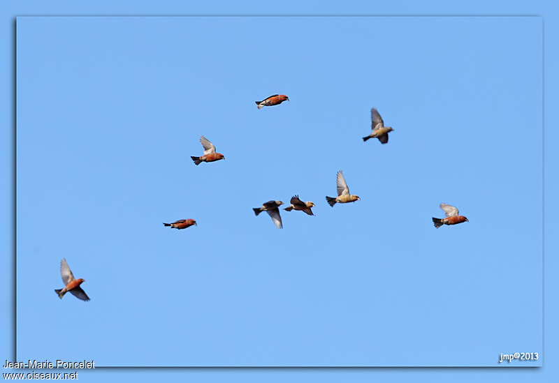 Red Crossbill, Flight