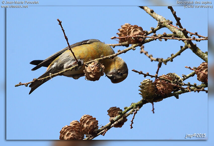 Bec-croisé des sapins