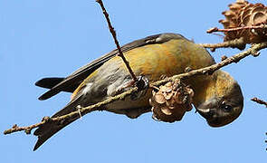 Red Crossbill