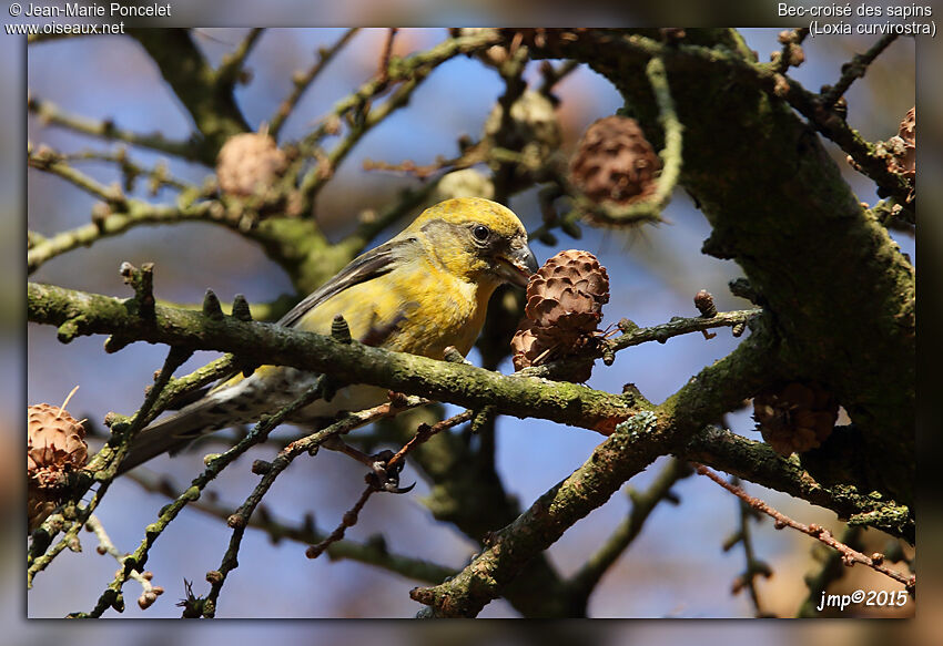 Red Crossbill