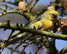 Red Crossbill