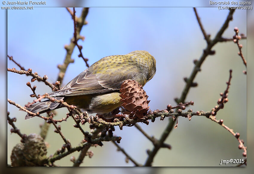 Red Crossbill