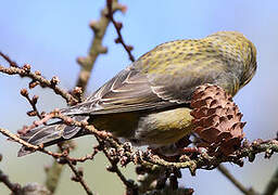 Red Crossbill