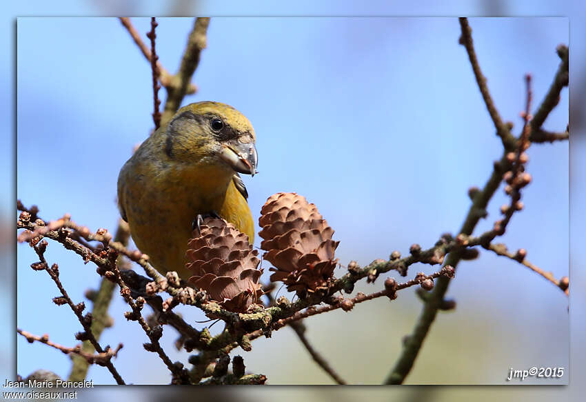 Red Crossbill, feeding habits