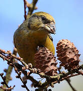 Red Crossbill