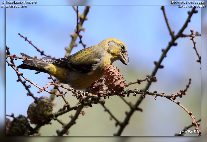 Red Crossbill