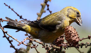 Red Crossbill