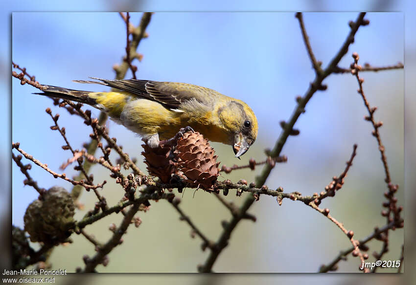 Red Crossbill, feeding habits