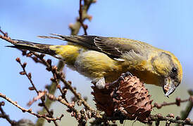 Red Crossbill