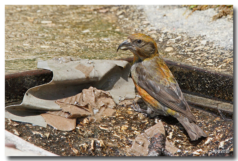 Red Crossbill