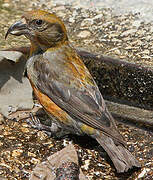 Red Crossbill