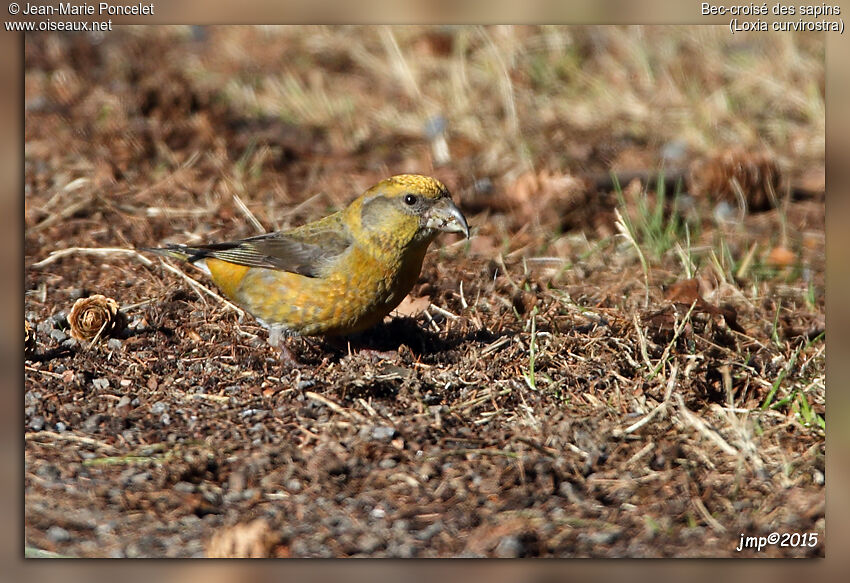 Red Crossbill