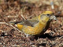 Red Crossbill