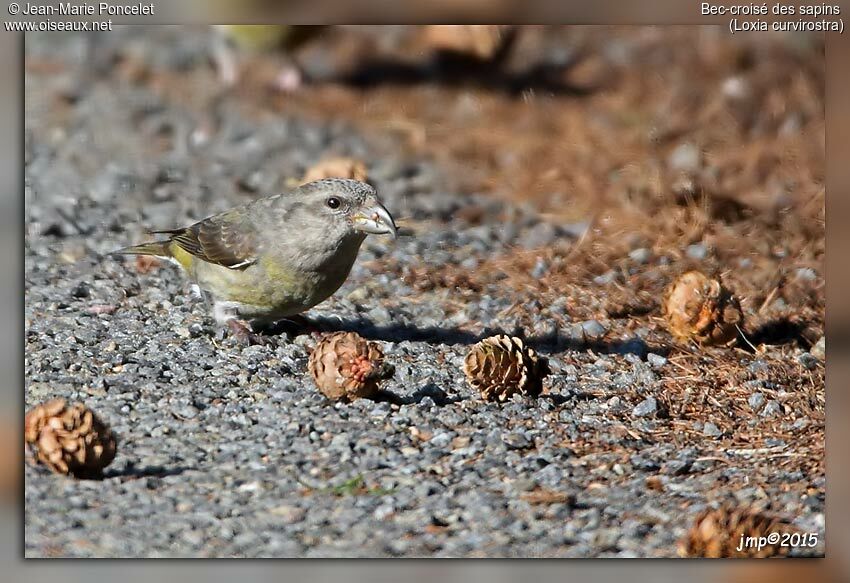 Red Crossbill