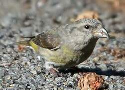 Red Crossbill