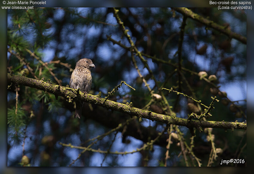 Red Crossbill