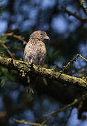 Red Crossbill