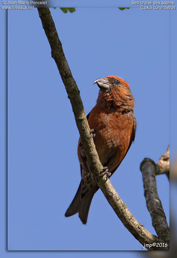 Red Crossbill