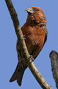 Red Crossbill