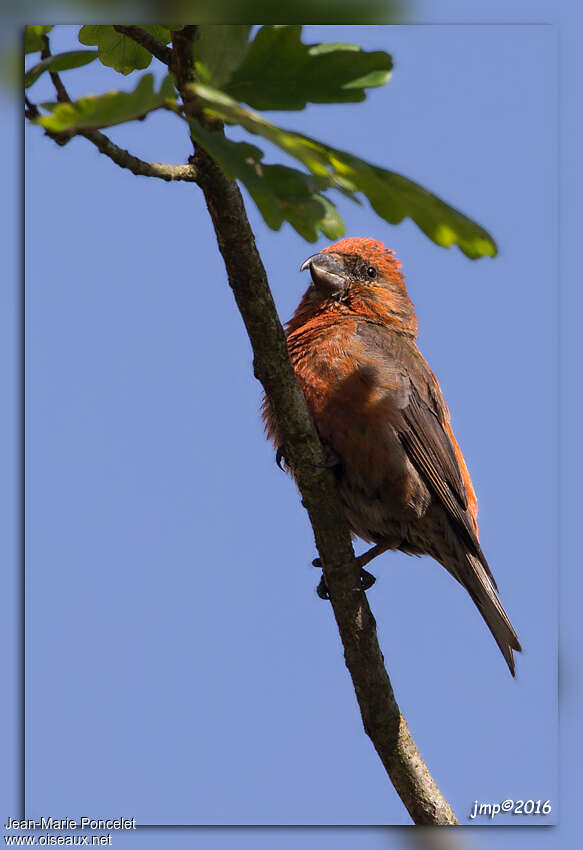 Red Crossbill male