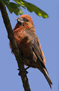 Red Crossbill