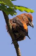 Red Crossbill