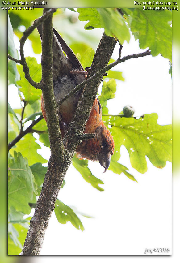 Red Crossbill