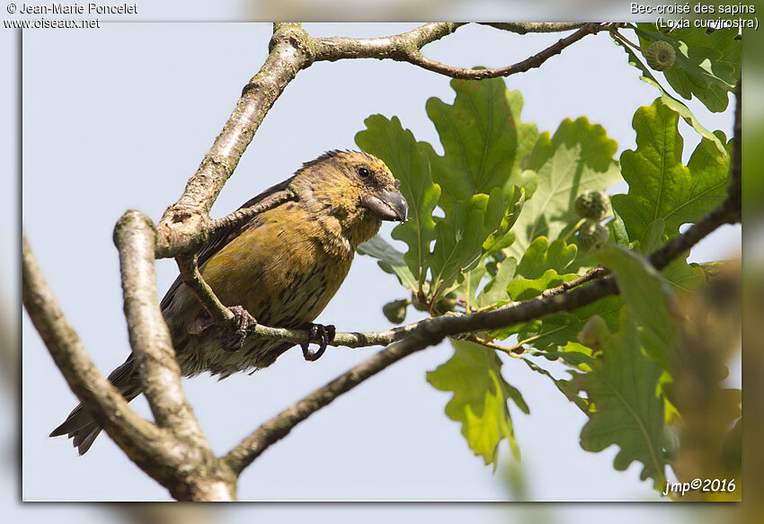 Red Crossbill